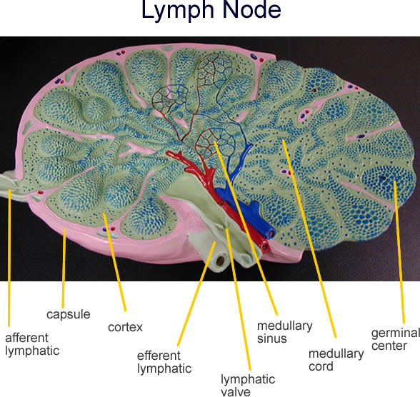 Lymph Node Anatomy Model
